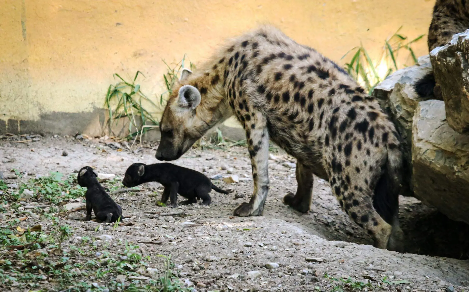 Zoológico Tamatán presume el nacimiento de dos tiernas hiena 